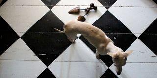 BETOLUX, barva na podlahu, TIKKURILA